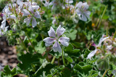Geranium renardii