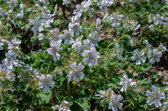Geranium renardii