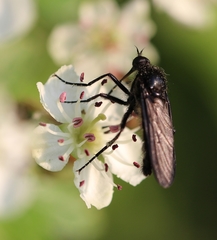 Empis ciliata