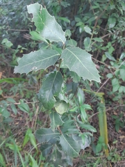 Maytenus ilicifolia