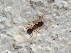 Cyphomyrmex minutus