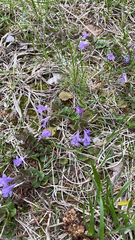 Glechoma hederacea