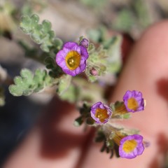 Phacelia bicolor