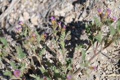 Phacelia bicolor