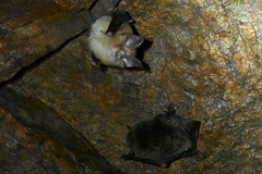 Rhinolophus pusillus