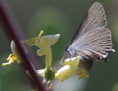 Satyrium auretorum