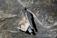 Rhinolophus pusillus