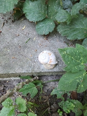 Helix pomatia