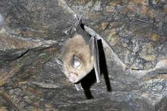 Rhinolophus pusillus