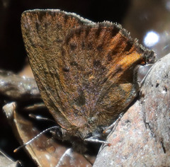 Callophrys augustinus iroides