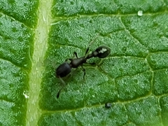 Cardiocondyla minutior