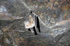 Rhinolophus pusillus