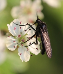 Empis ciliata