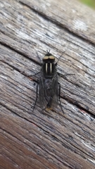 Thereva albovittata