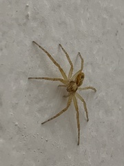 Philodromus