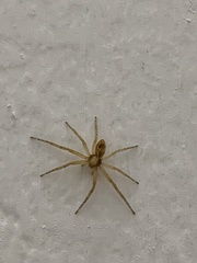 Philodromus