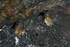 Rhinolophus pusillus