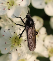 Empis ciliata