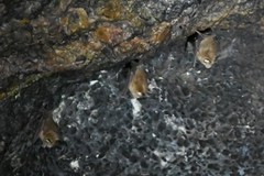 Rhinolophus pusillus