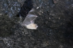 Rhinolophus pusillus