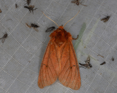 Phragmatobia assimilans