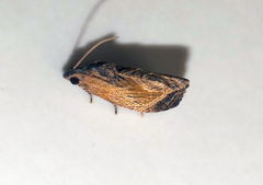 Cryptophlebia repletana