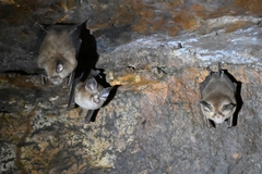 Rhinolophus pusillus