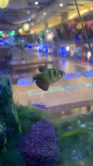 Gymnocorymbus ternetzi