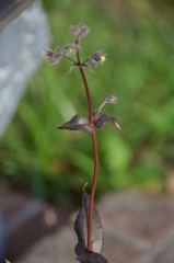Nemesia cheiranthus