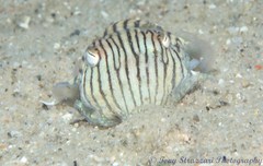 Sepioloidea lineolata