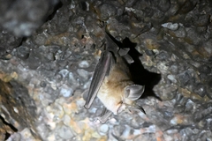 Rhinolophus pusillus