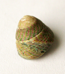 Steromphala divaricata