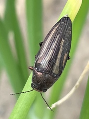 Buprestis lineata