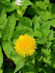 Taraxacum officinale