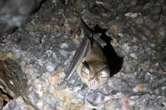 Rhinolophus pusillus