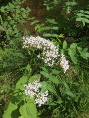 Valeriana pyrenaica