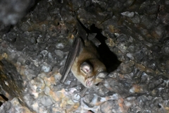 Rhinolophus pusillus