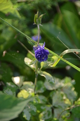 Aconitum delphiniifolium