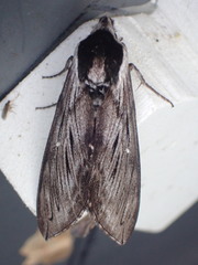 Sphinx poecila
