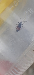 Oxycarenus lavaterae