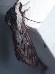 Sphinx poecila