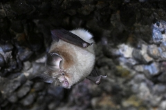 Rhinolophus pusillus