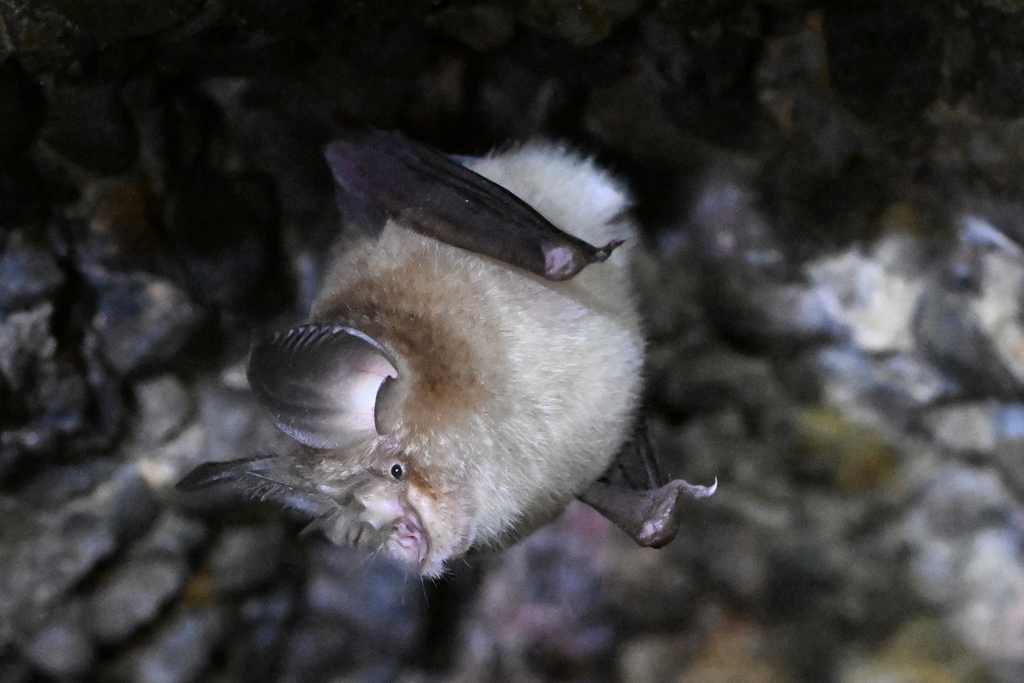 Least Horseshoe Bat