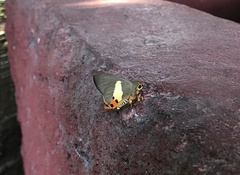 Coeliades sejuncta