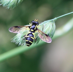 Xanthogramma pedissequum