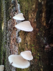 Conchomyces bursiformis
