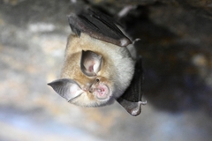 Rhinolophus pusillus
