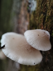 Conchomyces bursiformis