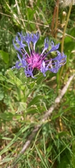 Centaurea triumfettii