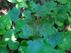 Acer laetum